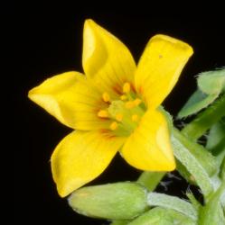 Image: P.B. Heenan © Landcare Research 2014 